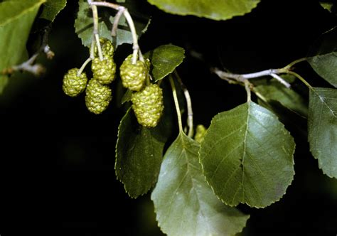 Alnus Glutinosa Betulaceae Image 13419 At PhytoImages Siu Edu