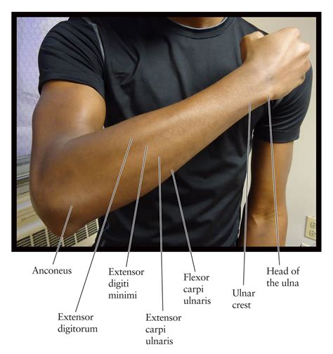 Forearm Surfaces