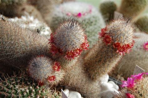 Pin On Mammillaria