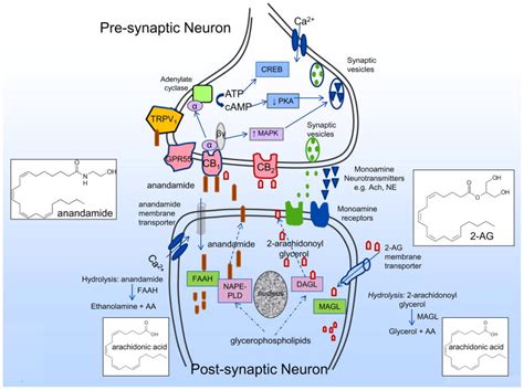 Cannabinoids and Gastrointestinal Motility: Pharmacology, Clinical Effects and Potential ...