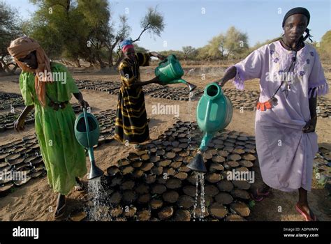 Africatoulum Camp For Sudanese Refugees Eastern Chad Care Tree