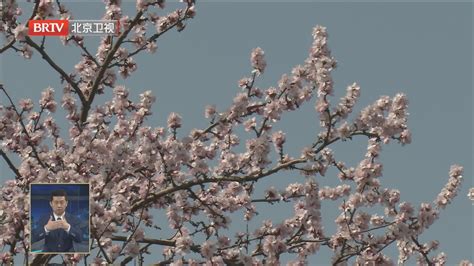 花开北京 向绿而行丨北京提前进入春花盛放时 北海琼岛桃花映白塔北京时间