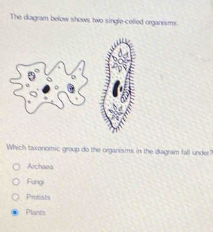 Solved The Diagram Below Shows Two Single Celled Organisms Which