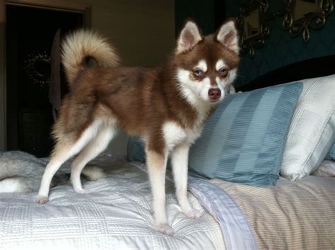 Alaskan Klee Kai Toy Miniature Standard Lilla Grossman