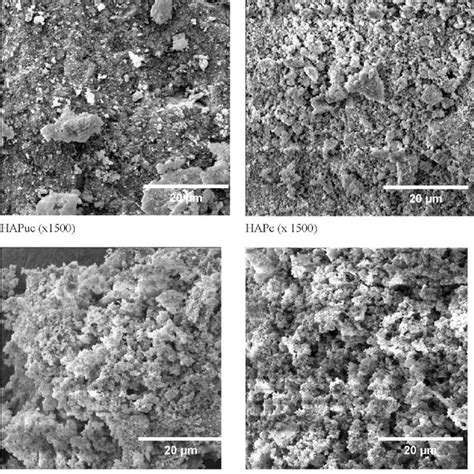 Morphology Of The Powders Sem Download Scientific Diagram