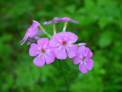 Phlox Polemoniaceae Image At Phytoimages Siu Edu