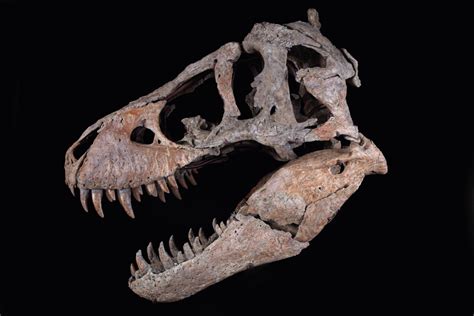 Tyrannosaurus Rex Skull Maximus Rex 2022 Sotheby S