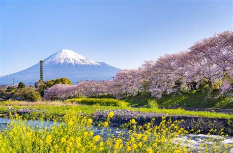 Kapan Sakura Di Jepang Biasanya Mekar Kami Akan Memperkenalkan Waktu