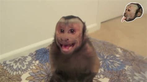 Pet Capuchin Monkey