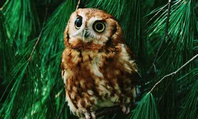 Virginia Owl Sounds Global Birding Initiative