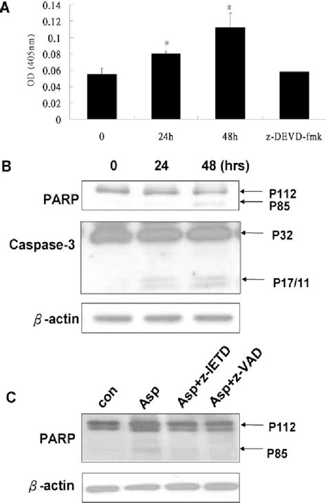 Figure 2 From Activation Of The Caspase 8 Bid And Bax Pathways In