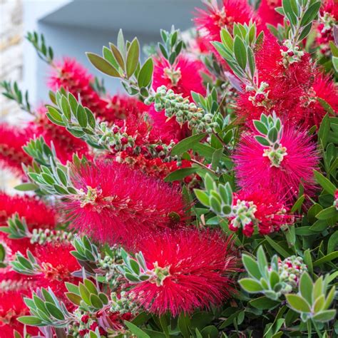 Callistemon Citrinus Splendens