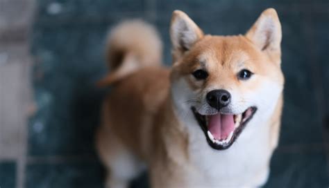 Shiba Inu SHIB se prepara para lançar rede Shibarium Notícias