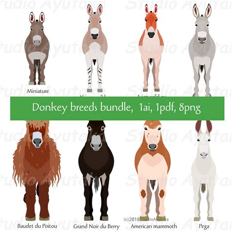 Donkey Breeds Bundle Png Ai Pdf Etsy Uk