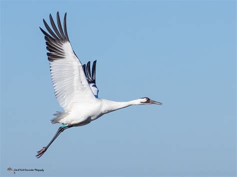 In The Field Photographing The Whooping Cranes Lori A Cash