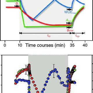 Dynamic Changes Of Carbon Assimilation A Stomatal Conductance B