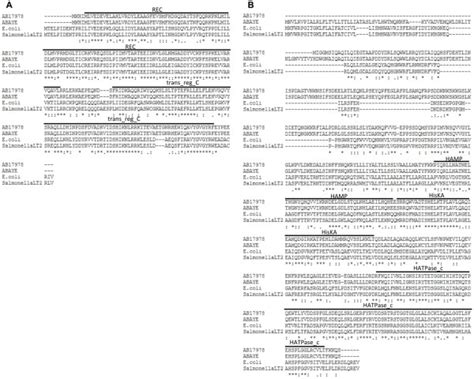 Sequence Alignment Of Baer And Baes From Acinetobacter Baumannii Atcc Download Scientific