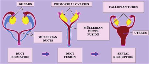 The Development Of Female Genitals And Role Of Müllerian Ducts Download Scientific Diagram