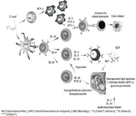 Efecto De La Infecci N Cong Nita Por Trypanosoma Cruzi Sobre El