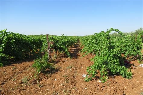 Vigneti Eroici E Storici Arriva Una Legge Di Tutela Sicilia Agricoltura