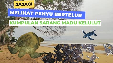 Wisata Penyu Paloh Temajuk Sambas Pantai Peneluran Dan Madu Kelulut