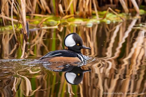 Hooded Merganser Male And Female