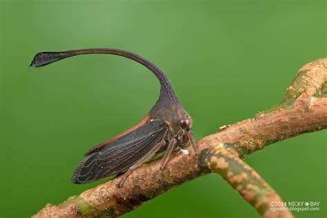 Macro Photographs of Singapore's Most Unusual Insects and Arachnids by Nicky Bay — Colossal