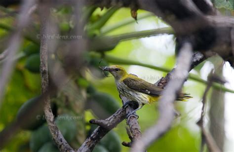 Vagrant Eurasian Golden Oriole On Bird Island Bird Lens