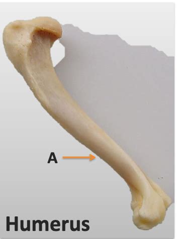 Overview Of Forelimb Anatomy Flashcards Quizlet