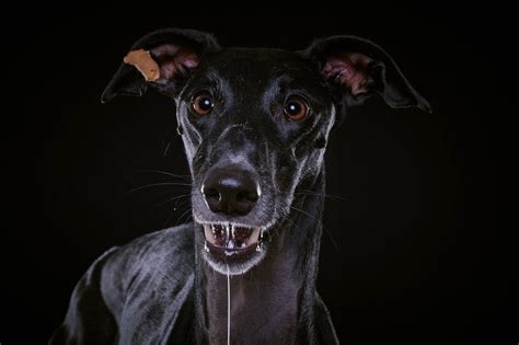 Black Whippets: A Full Guide - WhippetCentral