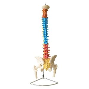 Coluna Vertebral Colorida Em Tamanho Natural Anatomic Tgd C