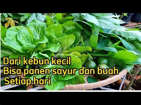 Dari Kebun Kecil Bisa Panen Sayur Dan Buah Organik Setiap Hari YouTube