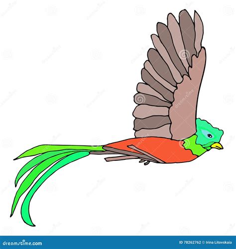 Resplendent Quetzal Stock Vector Illustration Of Character 78262762