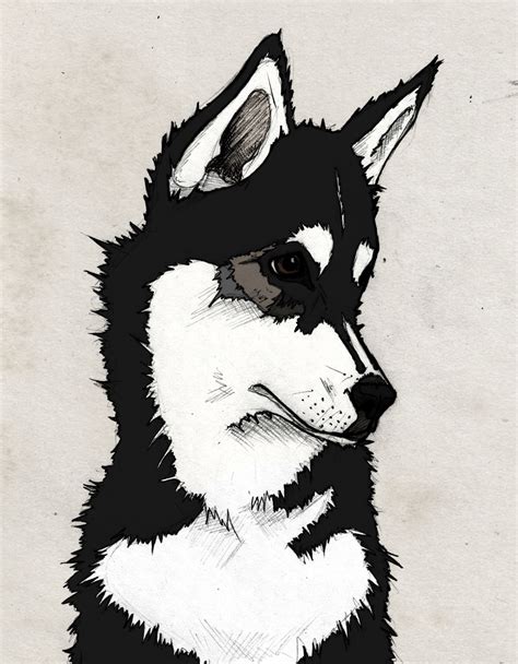 Husky Face Drawing at GetDrawings | Free download