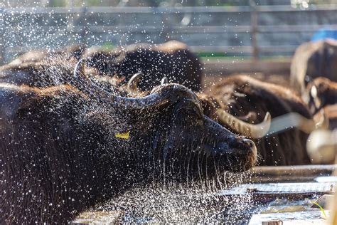 Water,Buffalo,At,Buffalo,Mozzarella,Farm,In,Cilento,In,Southern - Cilento