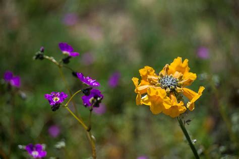 Chile's Atacama Desert explodes into a superbloom Photos - ABC News