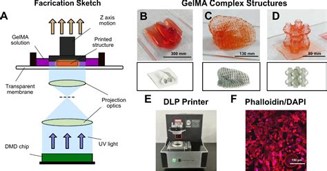 科学网—生物3d打印课题组efl团队2019年度回顾 贺永的博文