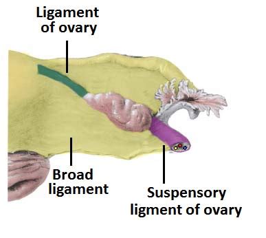 SAP Reproductive Flashcards Quizlet