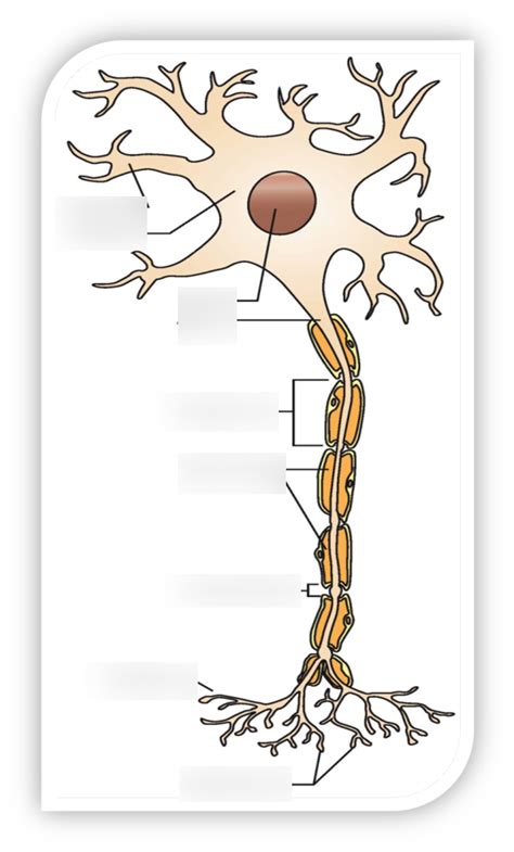 Neuron Diagram Quizlet