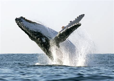 Humpback Whale Launches Out of Alaska Water, Lands Right Next To Whale ...