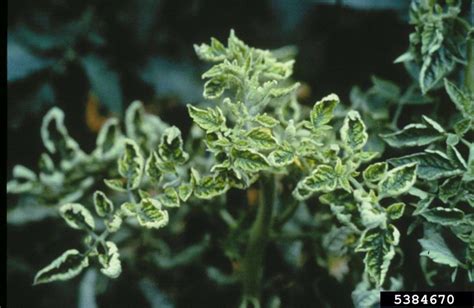 Tomato Yellow Leaf Curl Virus Tylcv Begomovirus Tylcv On Garden Tomato Solanum