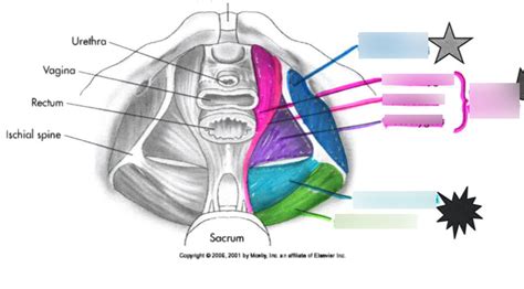 true pelvis muscle Diagram | Quizlet