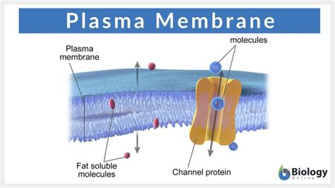 Plasma Membrane Plasma Membrane Teaching Biology Membrane - Riset