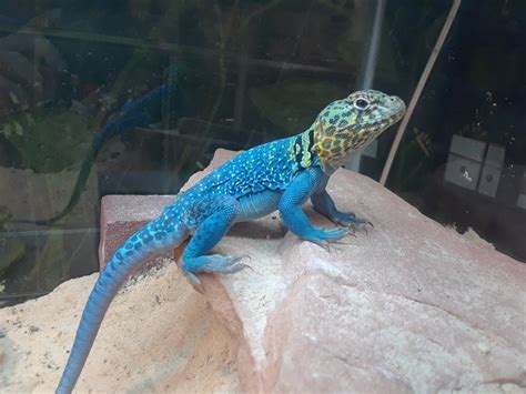 Beautiful Blazing Blue Male Collared Lizard Babies Faunaclassifieds