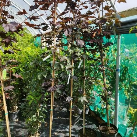 Acer Platanoides Crimson King Clockhouse Nurseries