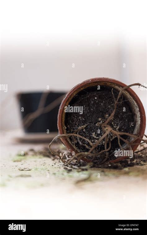 Dead Plant Pot Hi Res Stock Photography And Images Alamy