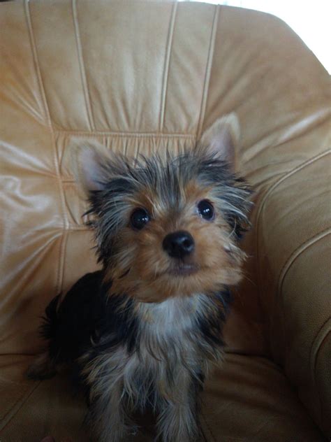 Piesek Yorkshire Terrier Roszkowo Olx Pl