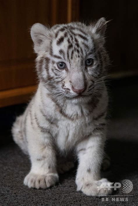 三つ子のホワイトタイガーの赤ちゃん、動物園で公開 中国・昆明 写真14枚 国際ニュース：afpbb News