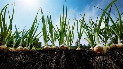 Furrow Irrigating Your Onion Beds | Onion Patch