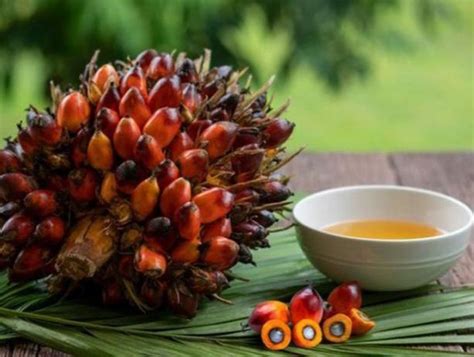 Evolusi Terbaru Industri Sawit Indonesia Harga Minyak Kelapa Sawit